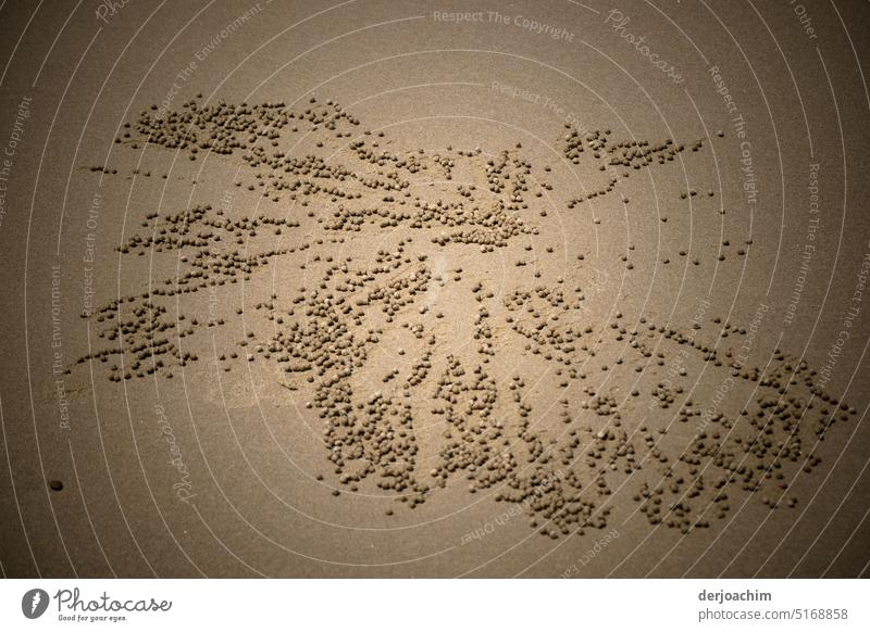 Small shaped sand balls on the seashore.  Unique artistic formations created by crabs. Walk on the beach Beach Sand coast Ocean To go for a walk Exterior shot