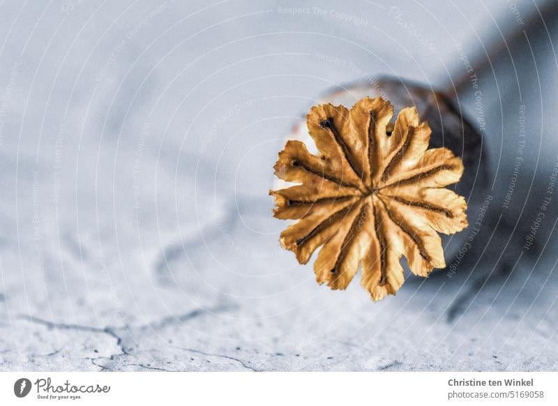 A pretty poppy pod on light background Poppy capsule capsule fruit seed stand Faded papaver Shallow depth of field Exceptional beautifully Transience Close-up