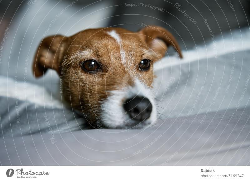 Cute dog sleeping on sofa, close up portrait rest tired lonely lying sad bored jack russell terrier pet eyes sick looking ill head face background home animal