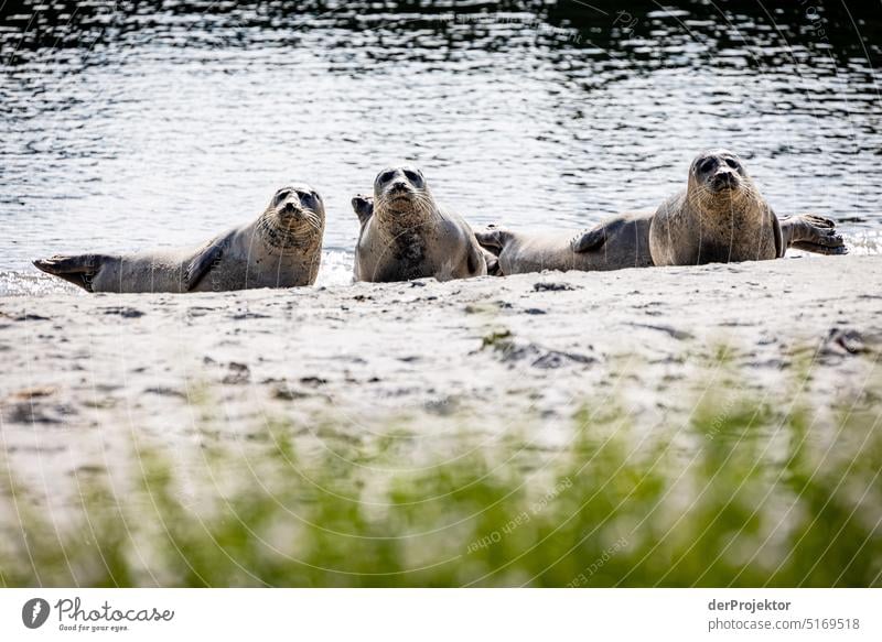 Seals on Helgoland VI Beach Sunbathing Mammal Species diversity nature conservation Experiencing nature Nature reserve Seal colony Gray seal Copy Space top