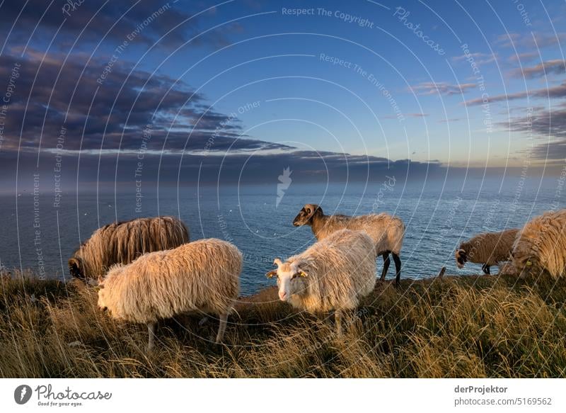 Sheep on Helgoland in the morning Beach Sunbathing Mammal Species diversity nature conservation Experiencing nature Nature reserve Copy Space top