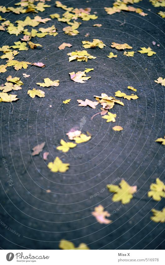 yellow stars Autumn Leaf Street Lanes & trails Lie Yellow Slippery surface Asphalt Sidewalk Maple leaf Autumn leaves Autumnal colours Colour photo Exterior shot