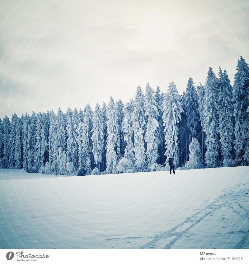 on the edge of the winter forest Winter Forest Seasons Winter walk Idyll Frozen Tree Enchanted forest chill trees Deserted Environment winter landscape Frost