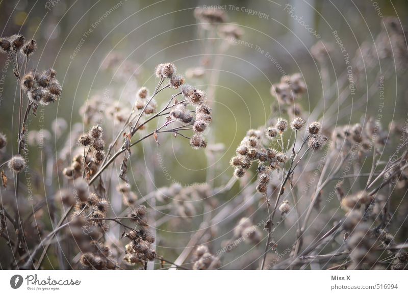 arid Autumn Bushes Faded To dry up Dry Gray Thistle Thistle leaves Thorny Colour photo Subdued colour Exterior shot Pattern Deserted Morning Light Sunlight