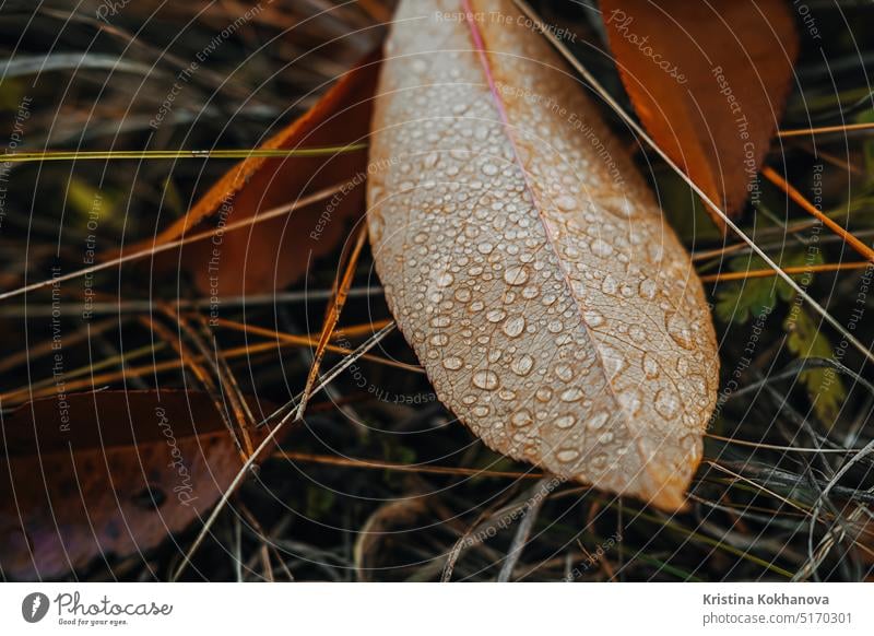 Autumn orange fallen leaf with dew drops. Beautiful macro texture. background bright fresh freshness green growth life natural nature plant rain spring water