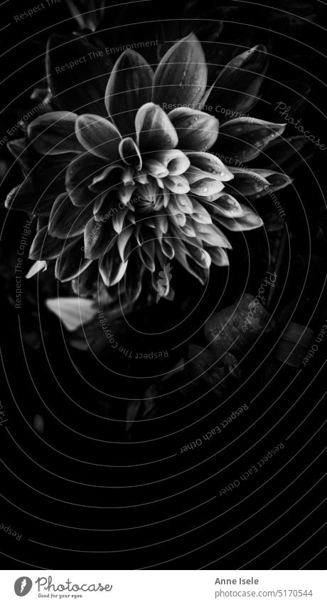 Single black and white flower, a dahlia, against black background Flower Plant Nature Black Blossom Close-up