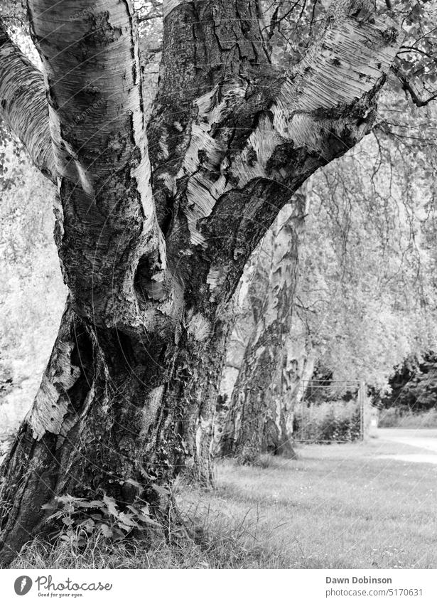 Old Multi Stemmed Tree Trunk with knarled  and textured bark in Black and White tree tree trunk multi stemmed black and white old old tree rough rugged natural