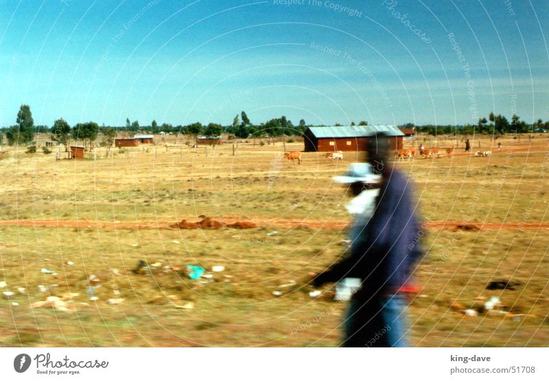 On the way to the safari Africa Black White Brown Green Tree Symbols and metaphors Trash Safari House (Residential Structure) Speed Kenya Man Driving