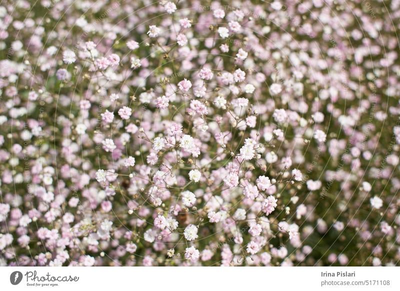 Wild small white flowers in green grass. Caryophyllaceae, Gypsophila (Rosenschleier). White wood flowers. Stellaria graminea is a species of flowering plant in the family Caryophyllaceae.