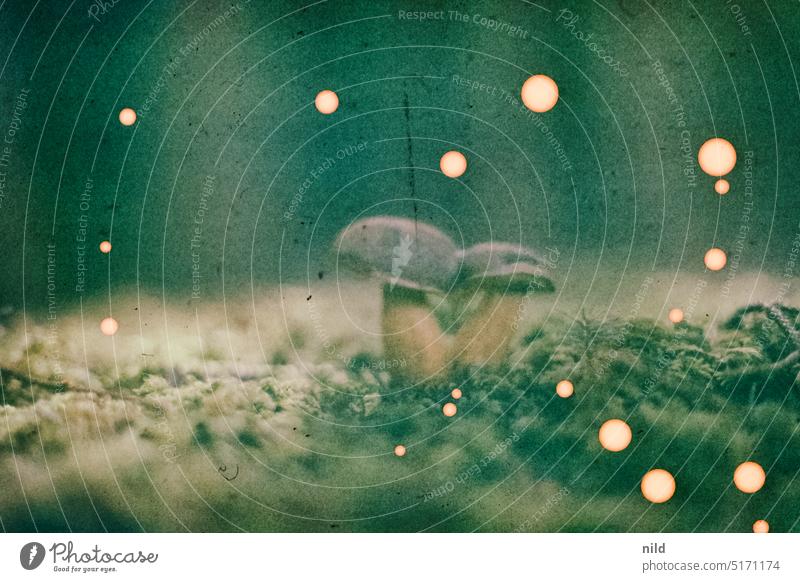 Expired slide film - Mushrooms in the forest Exterior shot Experimental experimental Artifacts colour film Analogue photo Autumn Autumnal autumn mood mushrooms