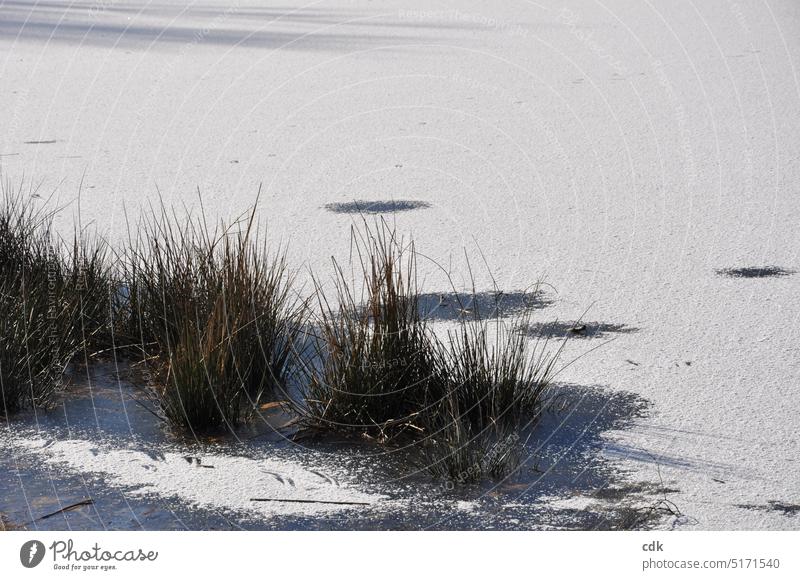 At the frozen pond in the park | white, sugar-coated ice surface. | winter atmosphere Winter Nature Lake Water Pond Deserted Landscape tranquillity Day Idyll