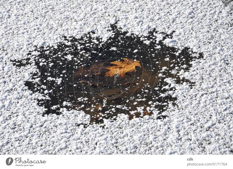 Free spot with frozen autumn leaf on white sugar-coated ice surface. | winter mood frozen pond Winter Nature Lake Water Pond Deserted Landscape tranquillity Day