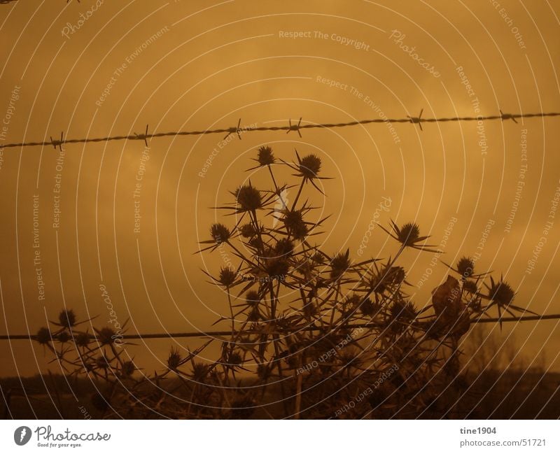 between darkness and wonder Bad weather Thistle Plant Barbed wire Dark Clouds Fence Far-off places Cold Sky Thorn Border Nature Barbed wire fence Sadness