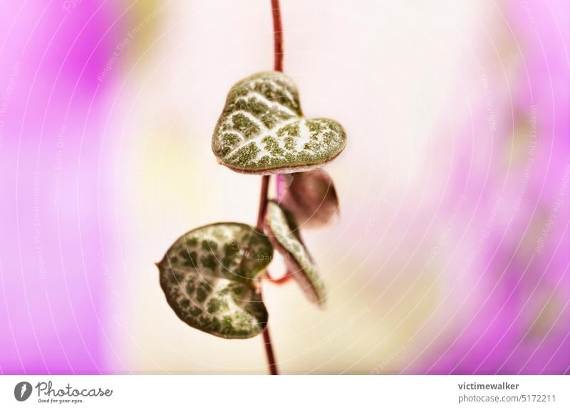 Succulent plant ceropegia woodii succulent green studio shot background heart -shape copy space ornamental plant botany foliage still life creeper twig flora