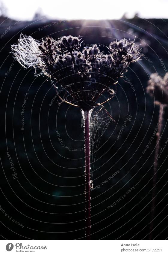 Flower in evening light with spider web Plant Sunset Spider's web Indian summer evening mood Light and shadow Visual spectacle Sunbeam Dark Violet White Black