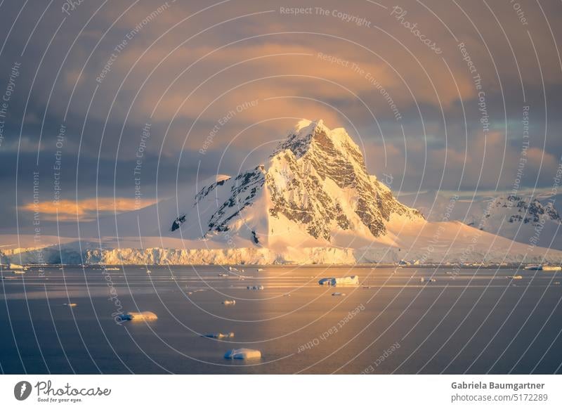 Iceberg in golden evening light, Errera Channel Antarctica Nature Glacier coast Water Environment Landscape Exterior shot Climate Vacation & Travel Ocean