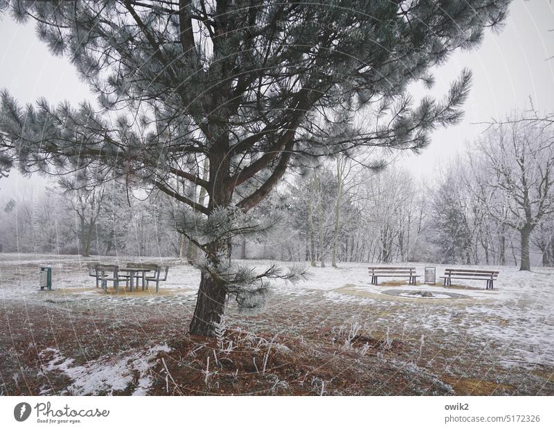 Below zero Lounges seating group Chair Table Park Winter Ice Cold Idyll Ice crystal Frozen Blade of grass Bushes Tree Snow Frost Jawbone Plant Landscape