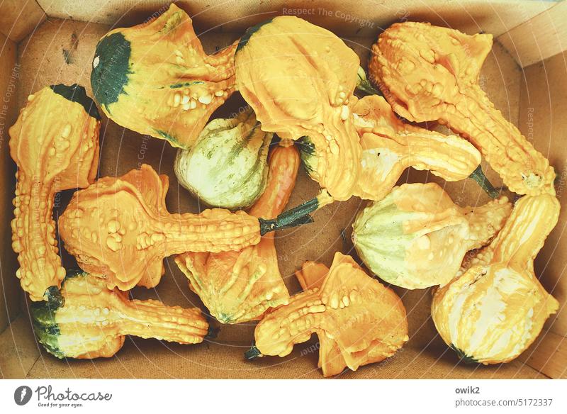 Pumpkin compote Pumpkin plants Yellow Autumn ornamental Food Colour photo Autumnal Vegetable Ornamental pumpkins Thanksgiving Ornamental plant Exterior shot