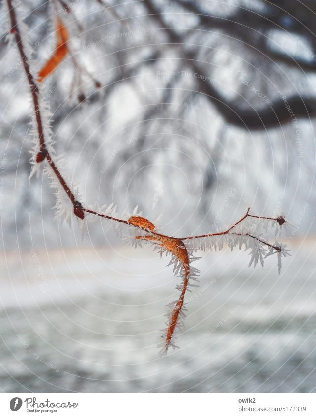 Fasting cure Seed capsule Spore capsule Nature Plant Single item Winter's day Frost Cold Ice crystal Hang Freeze Exterior shot Twigs and branches Sámen