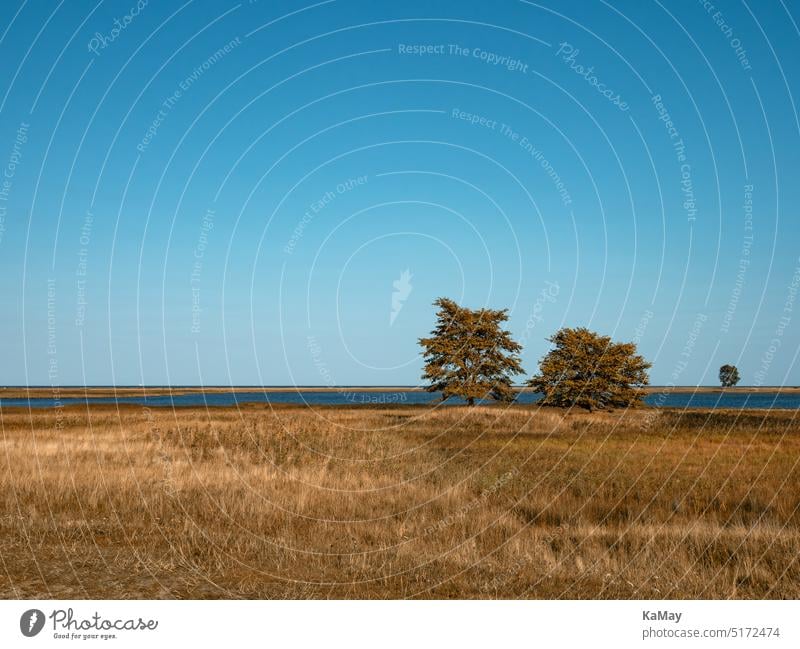 View of autumn landscape at the Schlei river near Maasholm in Schleswig-Holstein, Germany Landscape Baltic Sea Copy Space Rural Brown Green Water fields meadows