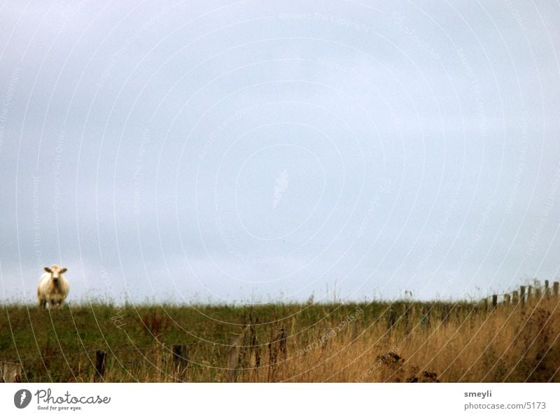 silent Meadow Cow Animal Grass Loneliness Clouds Green Bull To feed Fence Mountain Mammal Sky Pasture Calm