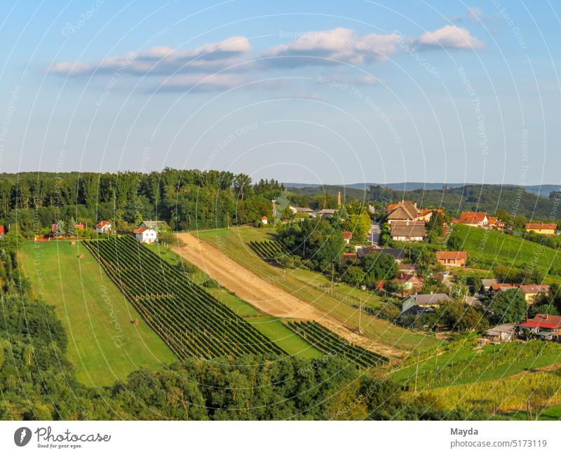 Vineyards in the wine region of Slovenia Landscape Valley rural motif South Nature Winery Vine plant Field height Summer Agriculture Red wine Wine growing