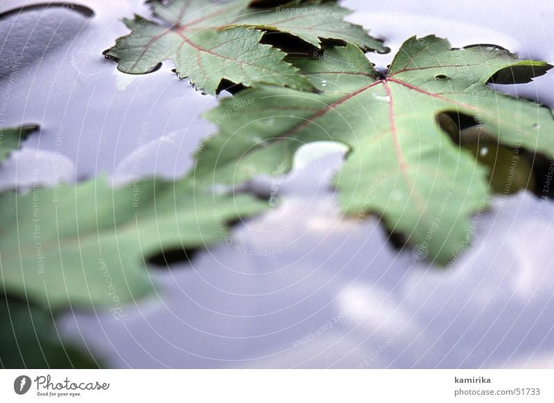 cold and damp Autumn Leaf Maple tree Maple leaf Puddle Water Drops of water Stone