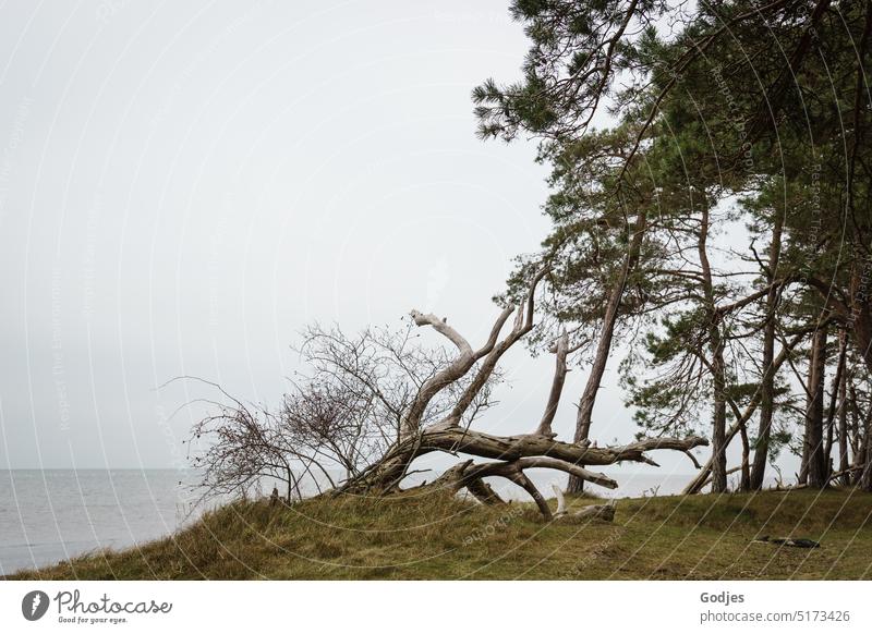 weathered tree stump at forest edge Edge of the forest Weathered Tree Tree stump spruces Bushes Grass coast Water Horizon hazy Subdued colour Nature