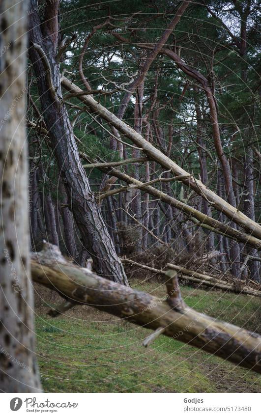 fallen trees in a piece of forest Destruction Climate change Bark-beetle Treetops pines bark Forest death Environment Wood Forestry Nature Tree trunk