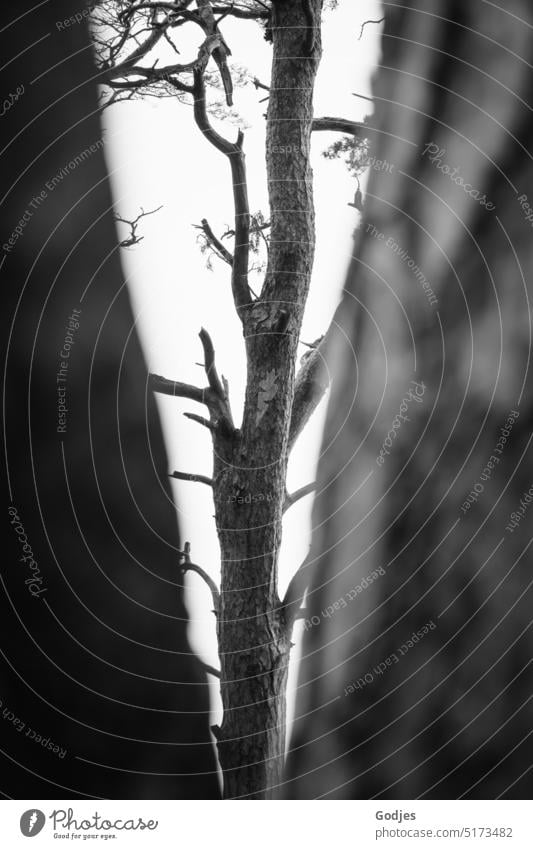 color reduced | weathered tree trunk photographed through branch fork trees Climate change Weathered corrupted Tree trunk standing Bleak Environment Nature