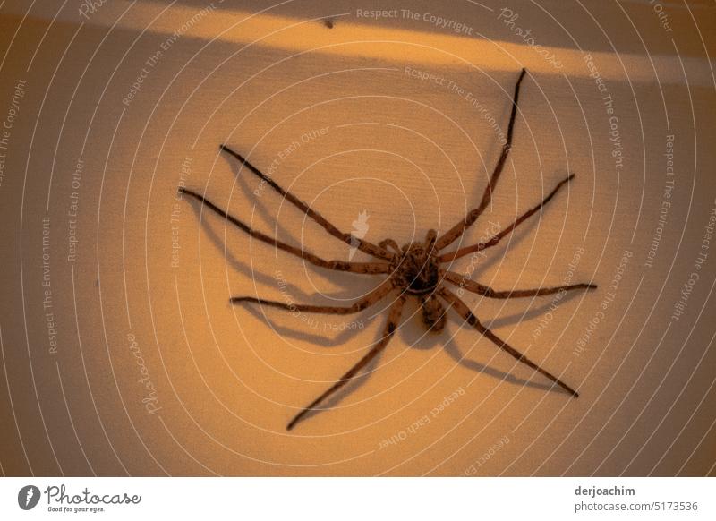 color reduced /Suddenly there was a big brown spider on the wall in the bedroom. Spider Insect Detail Animal Close-up Crawl Animal portrait Day Deserted