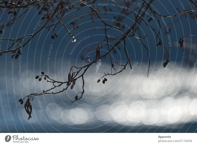 Silhouette of branches of alder (Alnus) from the birch family (Betulaceae) with female and male flowers in front of a beautiful bokeh (background blurred in blue tones with bright circles of light)