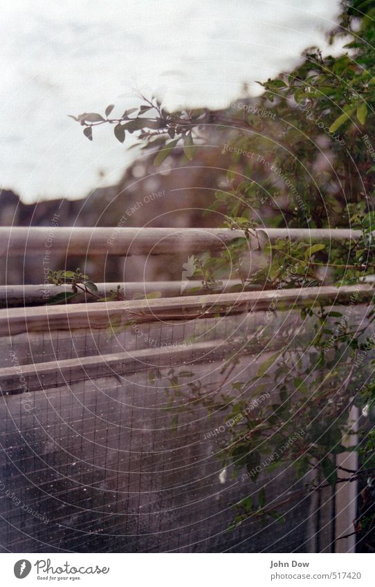 sleepy eyes Sky Plant Bushes Balcony Retro Past Transience Double exposure Handrail Growth Leaf Branch Blur Alcohol-fueled Vantage point Dreamily Gorgeous