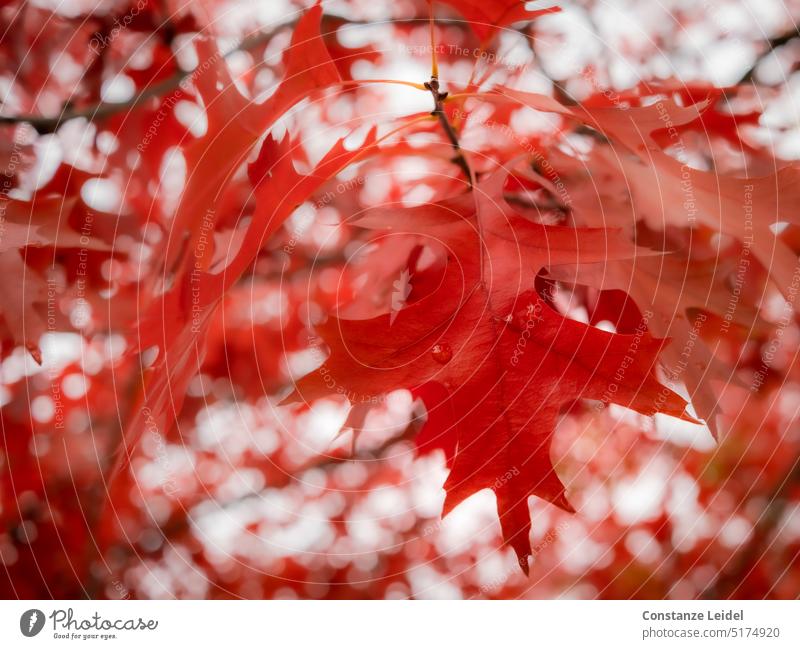 Red oak leaf with raindrops and more leaves framing with lots of bookeh-. blurriness Back-light Detail Exterior shot Colour photo Visual spectacle Transience