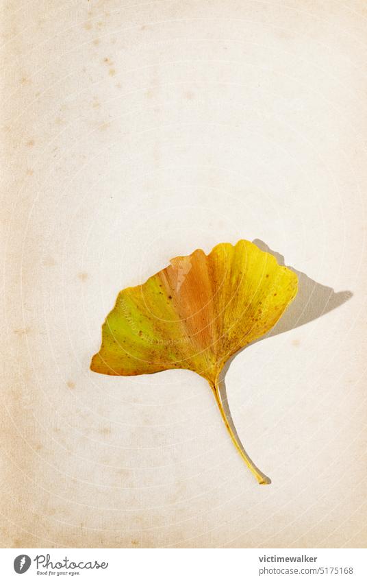 Autumn ginkgo leaf on old page plant biloba yellow still life background copy space autumn macro surface aged herbal botany foliage nobody nostalgia