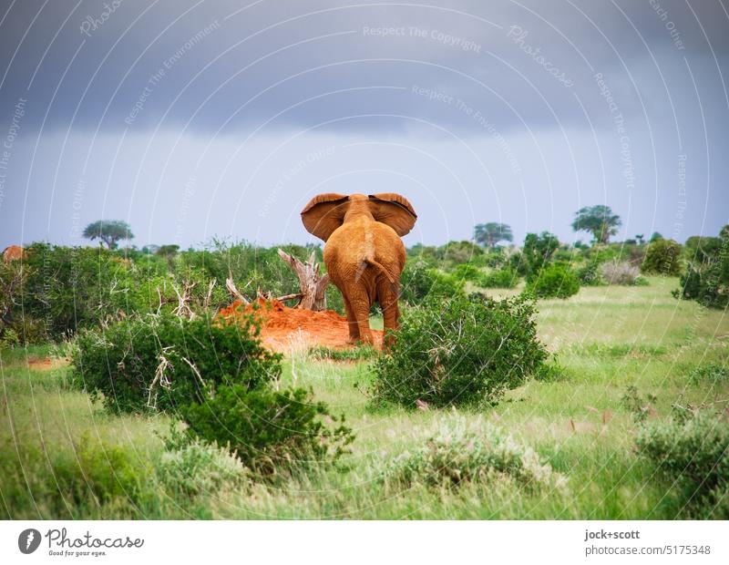 listen to the elephant ass XXL Elephant Animal portrait Landscape Safari Savannah Wild animal Bushes Storm clouds Watchfulness Elefantears Tropical