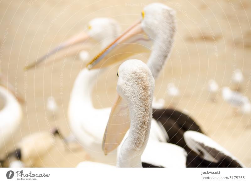 Australian pelican among his peers Spectacled Pelican Animal Wild animal Bird birdwatching Beak Group of animals three Behind one another Beach