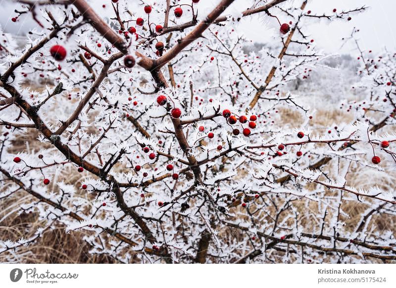 Red rose hips berries, branches covered by snow, hoarfrost in winter.Rosa canina antioxidant berry botany briar brier bright bush canker rose close-up closeup