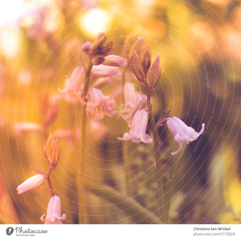 bluebell Hyacinthoides hispanica Scilla hispanica bokeh Shallow depth of field hyacinth plant Warm colour Light (Natural Phenomenon) Spring Spring Flowering