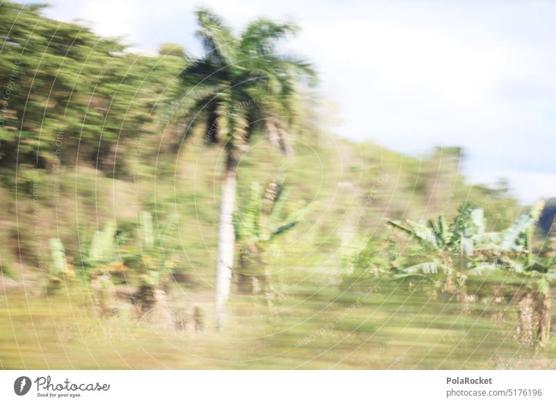 #AF# jungle run Jungle Beat Green Virgin forest Nature Botany Detail tropical Background picture Forest rainforest palms Palm frond