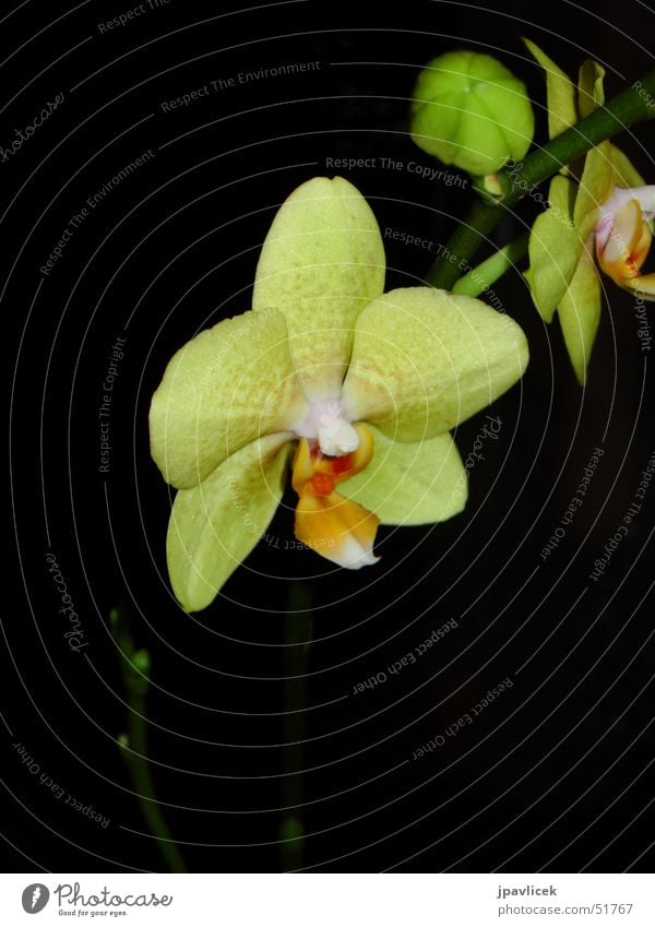 Orchid at night Flower Yellow Night Dark Contrast