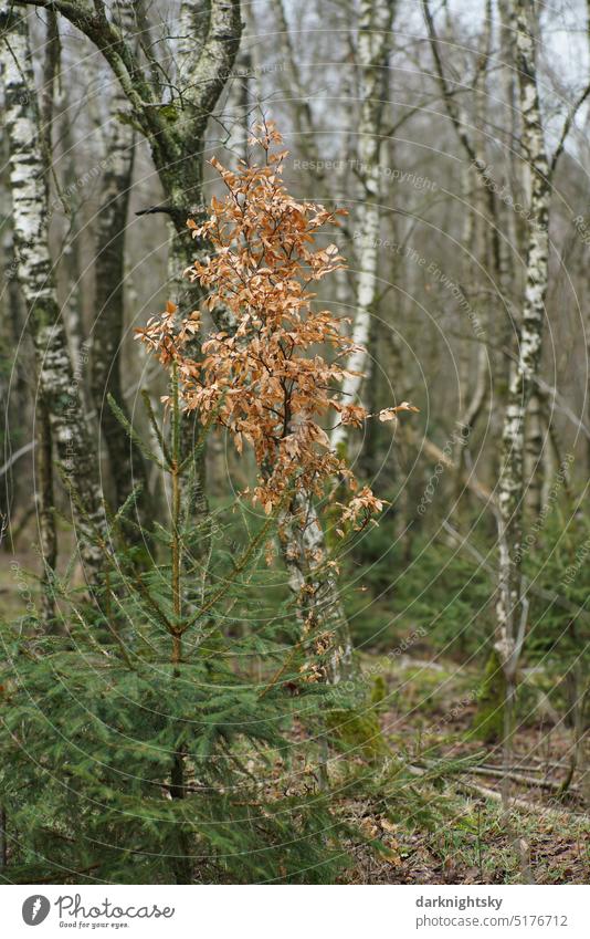 Birch, spruce and hornbeam on the edge of a forest tribes birches Taiga Meadow Forest Edge Green Winter Tree Exterior shot trees Deserted Landscape Nature Plant