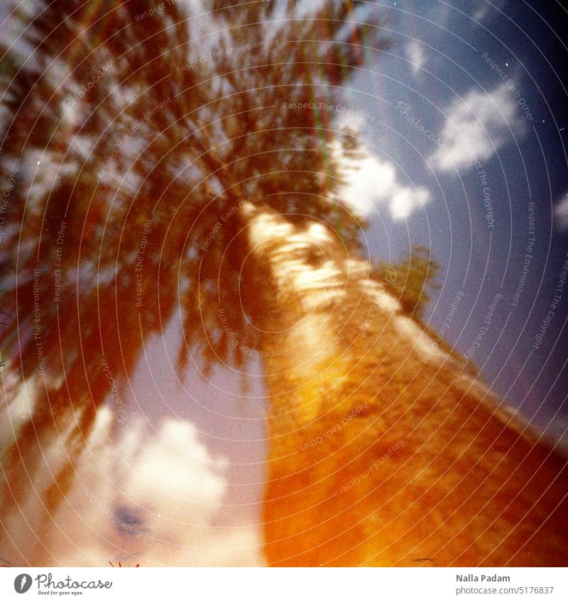 birch Analog Analogue photo pinhole Colour Colour photo Nature Tree Birch tree Sky Blue cloud Exterior shot Deserted Day diagonal Leaf flora