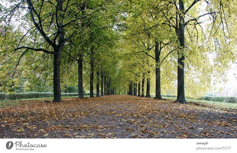 where to go Tree Autumn Avenue Leaf Lime tree Beech tree Future Horizon Green Symmetry Garden Park Lanes & trails Street Landscape