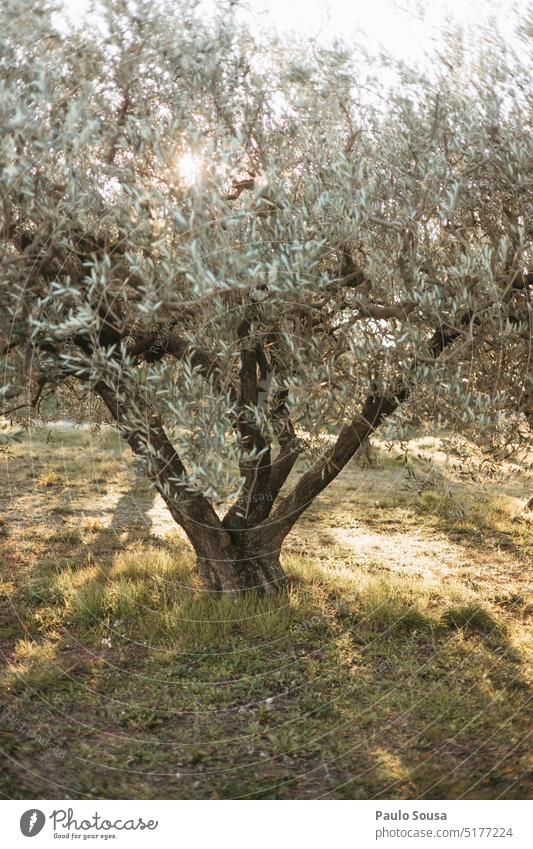 Olive free against the sun Olive oil Olive tree Exterior shot Day Tree Environment Plant Nature Olive grove Deserted Olive leaf Olive harvest Colour photo