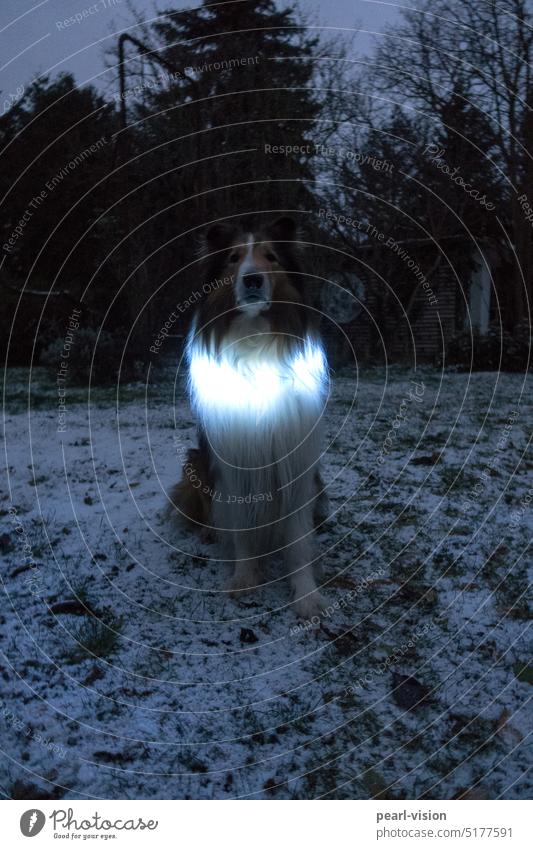 Collie with light frizz Dog Sit Animal portrait wreath of light Winter 1