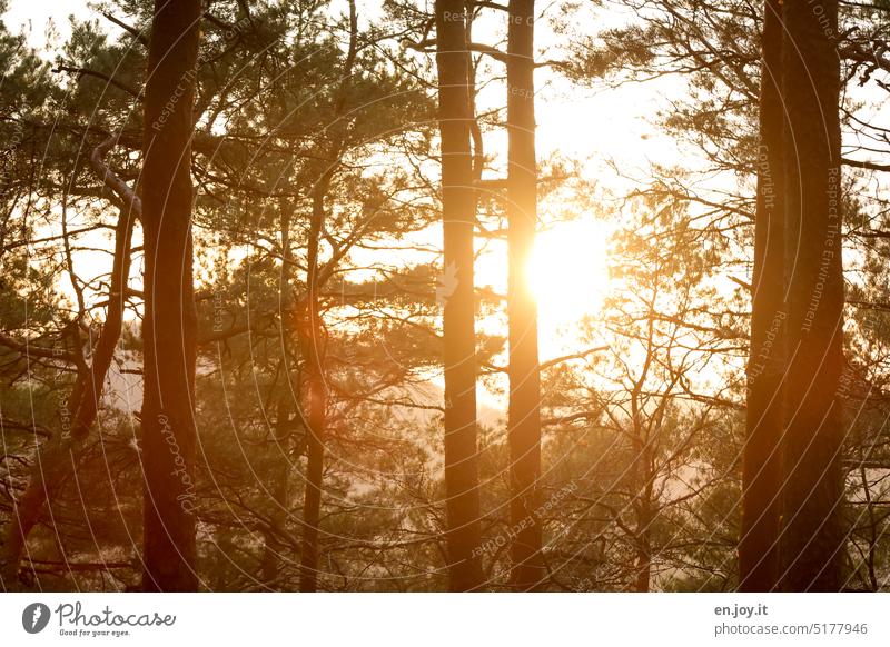 Evening sun in the Palatinate Forest trees Sun Sunset Sunlight Back-light shilouette Contrast Dusk Nature Sunbeam Sunrise Tree Silhouette Environment