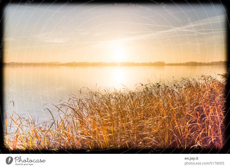 Reed on the lake at sunrise Lake Lakeside reed Common Reed Sun Sunrise Sunset Sunlight Sky Bright Overexposure tranquillity silent Water Nature Landscape Idyll