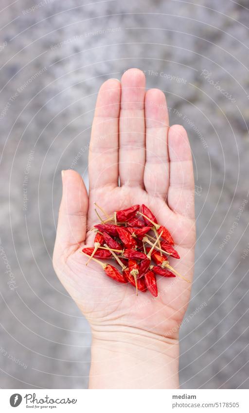 Chili harvest Chillies Chili peppers chilli reap Harvest do gardening self-catering self-sufficiency permaculture Cultivation of chilies Gardening Organic