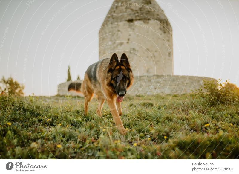 German shepherd portrait German Shepherd Dog Shepherd dog Pet Animal Colour photo Animal portrait Observe Exterior shot Meadow Nature Curiosity Looking